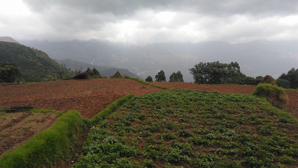 straberry farm kanthaloor